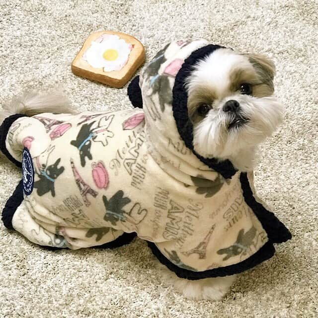 りんくさんのインスタグラム写真 - (りんくInstagram)「Brrrr... It’s freezing today! 🥶  Hope you're staying warm, wherever you are 🐶❄️☔️ * * * * * 寒いでつね〜💦 穏やかな週末でありまつように☺️🐶✨」1月18日 17時04分 - link.jpn