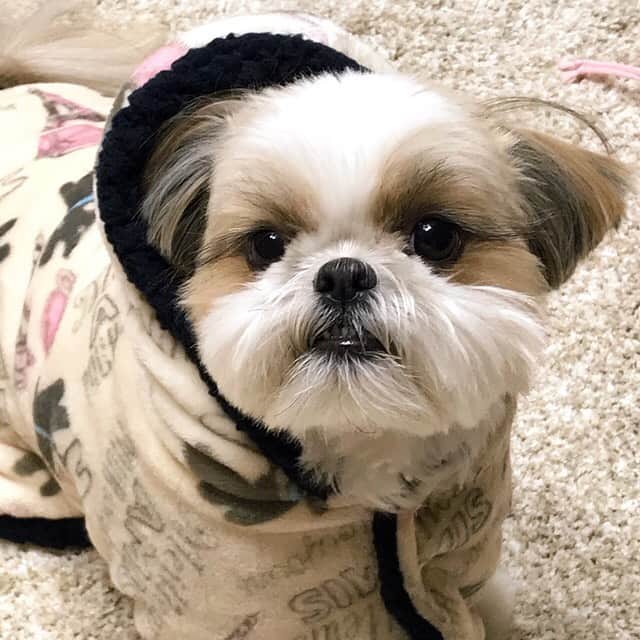 りんくさんのインスタグラム写真 - (りんくInstagram)「Brrrr... It’s freezing today! 🥶  Hope you're staying warm, wherever you are 🐶❄️☔️ * * * * * 寒いでつね〜💦 穏やかな週末でありまつように☺️🐶✨」1月18日 17時04分 - link.jpn