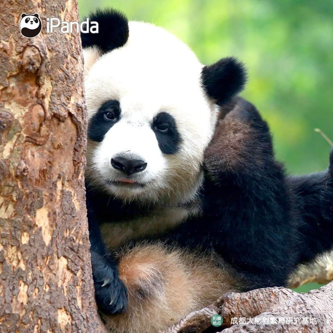 iPandaさんのインスタグラム写真 - (iPandaInstagram)「I ask myself the same question every day: am I full? (Zhen Xi) 🐼 🐾 🐼 #panda #ipanda #animal #pet #adorable #China #travel #pandababy #cute #photooftheday #Sichuan #cutepanda #animalphotography #cuteness #cutenessoverload #giantpanda」1月18日 17時30分 - ipandachannel