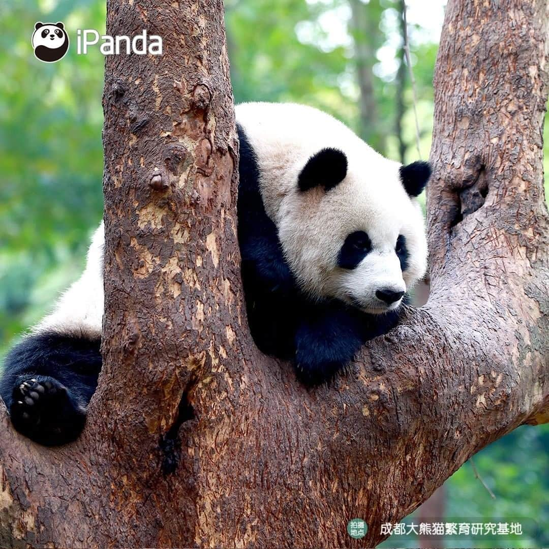 iPandaさんのインスタグラム写真 - (iPandaInstagram)「I ask myself the same question every day: am I full? (Zhen Xi) 🐼 🐾 🐼 #panda #ipanda #animal #pet #adorable #China #travel #pandababy #cute #photooftheday #Sichuan #cutepanda #animalphotography #cuteness #cutenessoverload #giantpanda」1月18日 17時30分 - ipandachannel