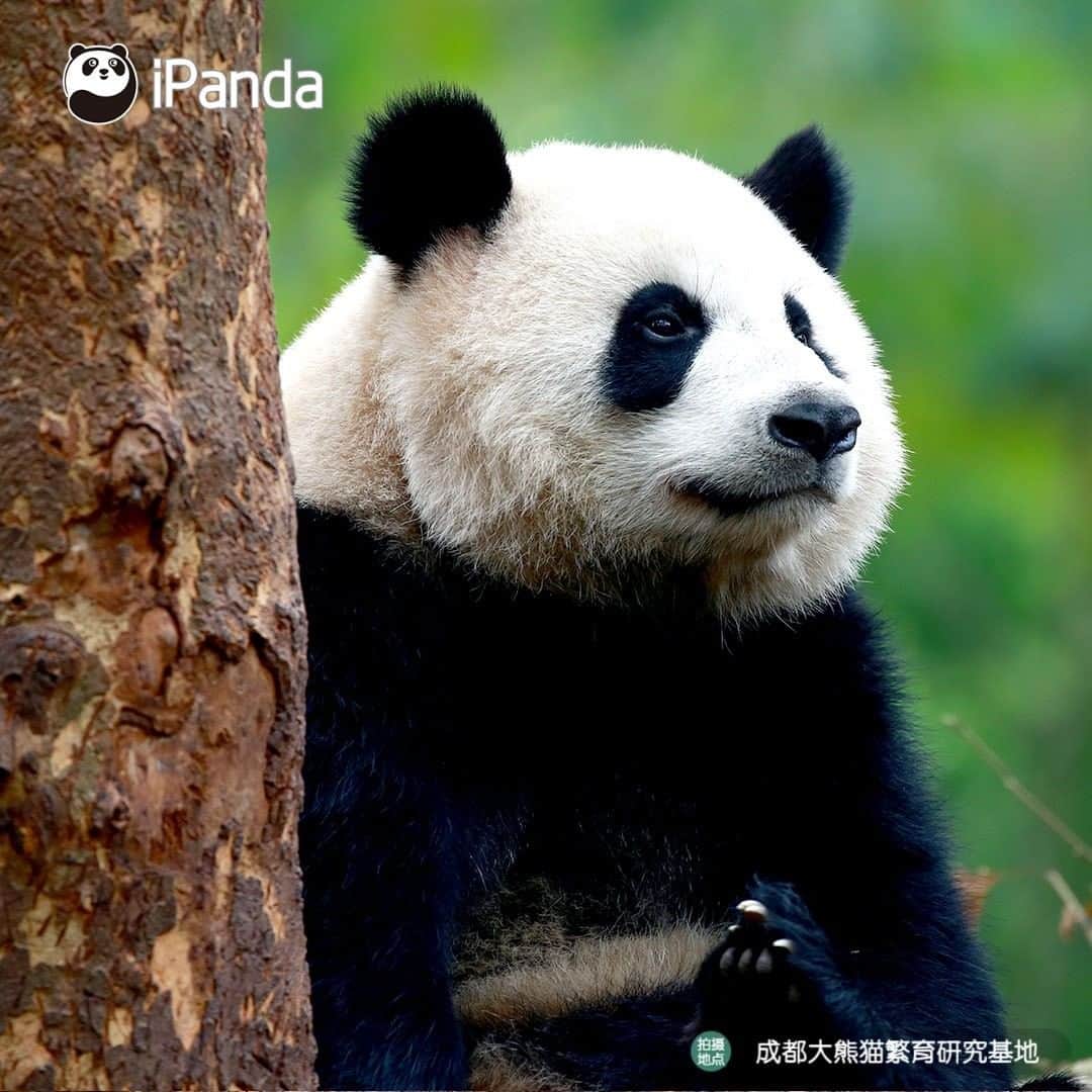 iPandaさんのインスタグラム写真 - (iPandaInstagram)「I ask myself the same question every day: am I full? (Zhen Xi) 🐼 🐾 🐼 #panda #ipanda #animal #pet #adorable #China #travel #pandababy #cute #photooftheday #Sichuan #cutepanda #animalphotography #cuteness #cutenessoverload #giantpanda」1月18日 17時30分 - ipandachannel