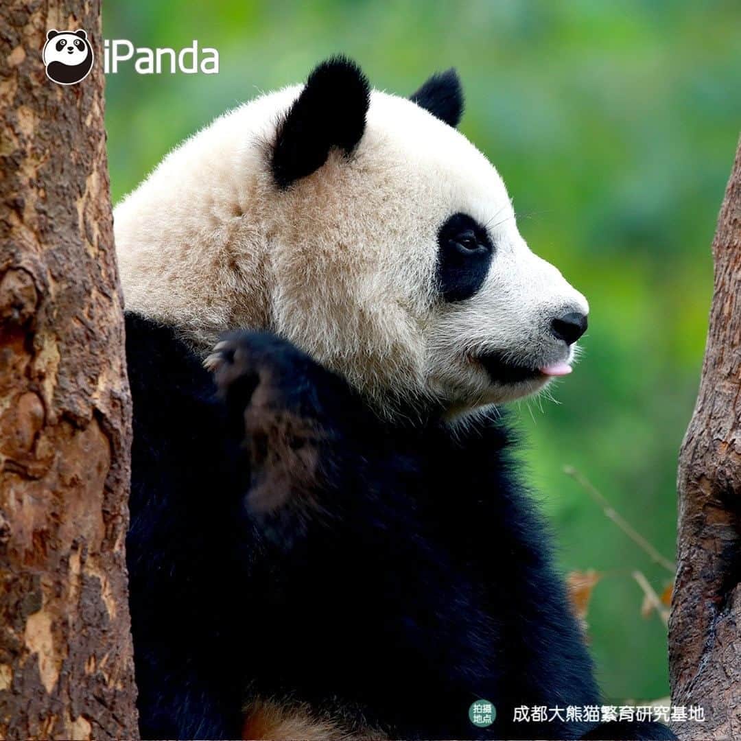 iPandaさんのインスタグラム写真 - (iPandaInstagram)「I ask myself the same question every day: am I full? (Zhen Xi) 🐼 🐾 🐼 #panda #ipanda #animal #pet #adorable #China #travel #pandababy #cute #photooftheday #Sichuan #cutepanda #animalphotography #cuteness #cutenessoverload #giantpanda」1月18日 17時30分 - ipandachannel