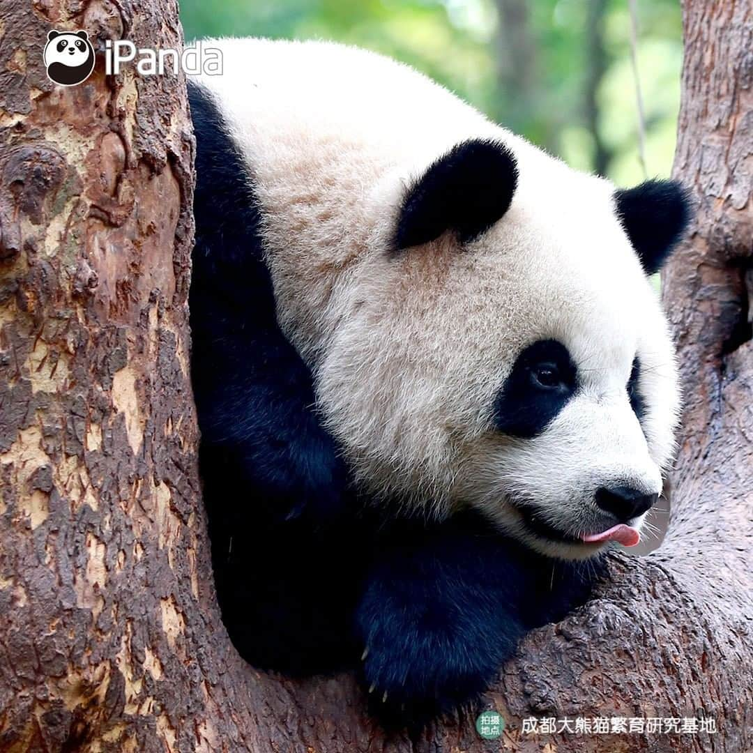 iPandaさんのインスタグラム写真 - (iPandaInstagram)「I ask myself the same question every day: am I full? (Zhen Xi) 🐼 🐾 🐼 #panda #ipanda #animal #pet #adorable #China #travel #pandababy #cute #photooftheday #Sichuan #cutepanda #animalphotography #cuteness #cutenessoverload #giantpanda」1月18日 17時30分 - ipandachannel