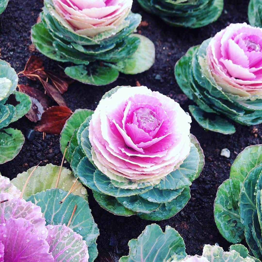 畠山愛理さんのインスタグラム写真 - (畠山愛理Instagram)「雨もいいなって思った🌱 東京はほぼ雪もでしたが☃️」1月18日 18時04分 - airihatakeyama