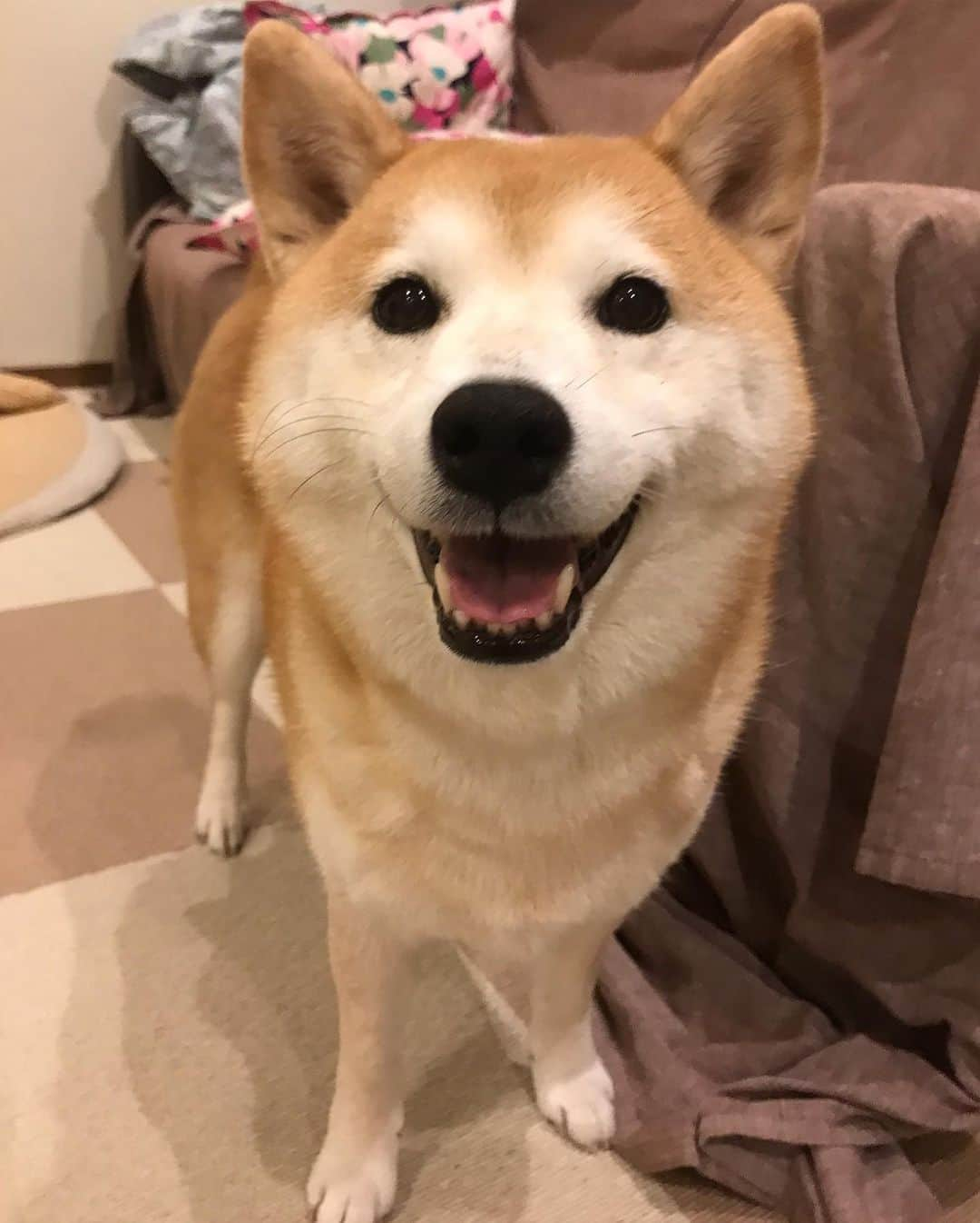 柴犬のモモさんのインスタグラム写真 - (柴犬のモモInstagram)「夕方も雨んぽでした。帰宅して大暴れしたので、久々にニコニコ笑顔になりました #いぬ #イヌ #犬 #柴犬 #赤柴 #日本犬 #犬バカ部 #ふわもこ部 #いぬら部 #癒しわんこ #柴犬マニア #犬のいる暮らし #口角キュキュッと部 #shiba #shibainu #shibadog #dogstagram #dogsofinstagram #shibastagram #shibasofinstagram #shibamania #inu #instadog #toyota_dog」1月18日 19時22分 - shi_ba_i_nu_momo