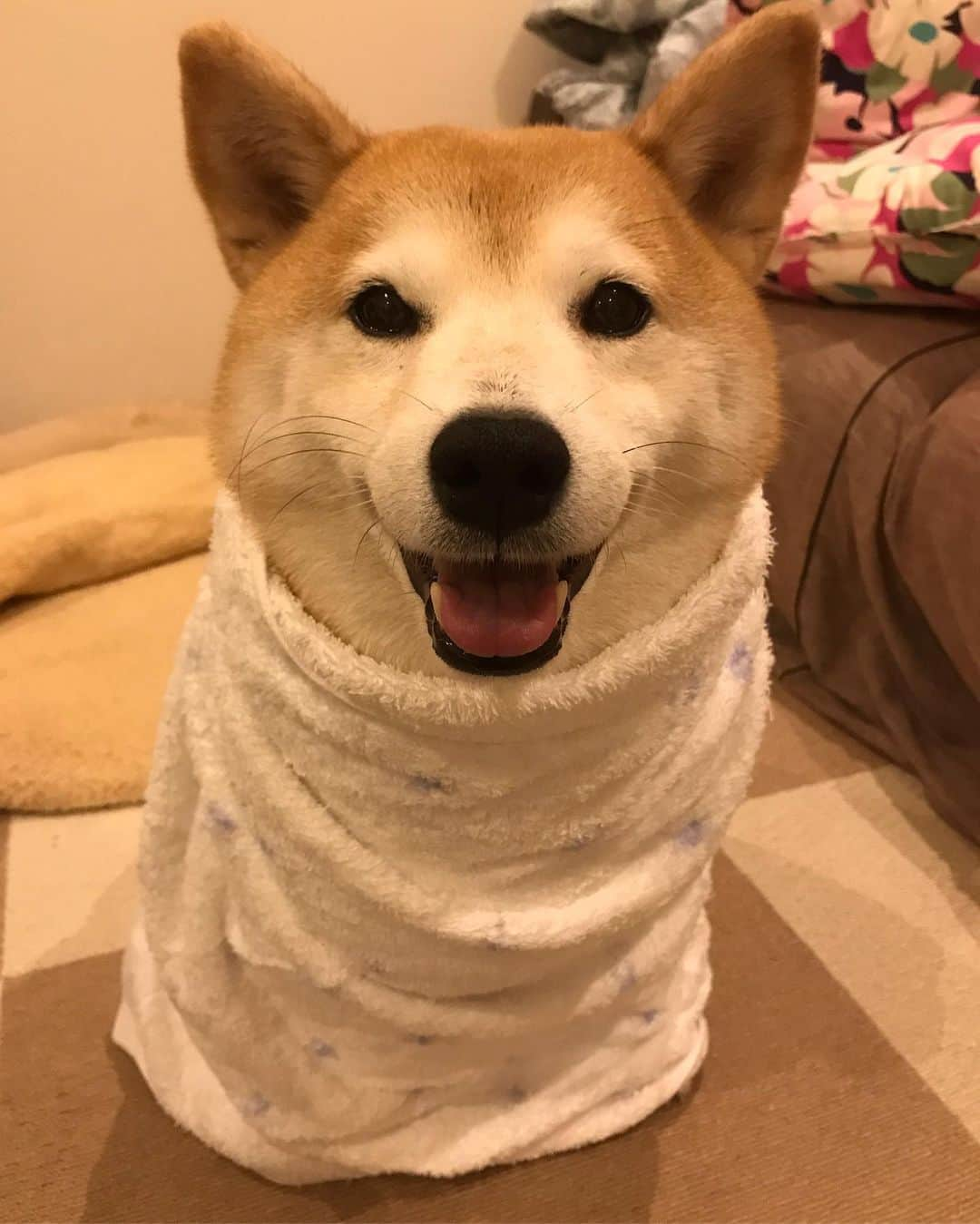 柴犬のモモさんのインスタグラム写真 - (柴犬のモモInstagram)「夕方も雨んぽでした。帰宅して大暴れしたので、久々にニコニコ笑顔になりました #いぬ #イヌ #犬 #柴犬 #赤柴 #日本犬 #犬バカ部 #ふわもこ部 #いぬら部 #癒しわんこ #柴犬マニア #犬のいる暮らし #口角キュキュッと部 #shiba #shibainu #shibadog #dogstagram #dogsofinstagram #shibastagram #shibasofinstagram #shibamania #inu #instadog #toyota_dog」1月18日 19時22分 - shi_ba_i_nu_momo