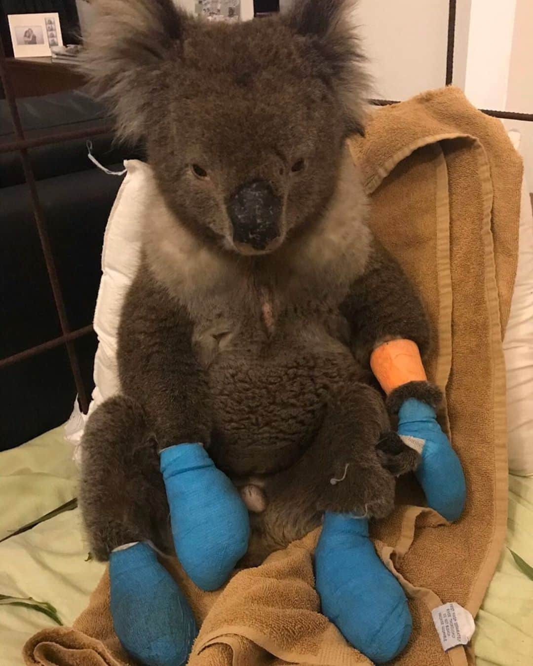 Animalsさんのインスタグラム写真 - (AnimalsInstagram)「Meet Billy 😍 Billy was brought out of the bushfire zone on Monday, with four burned paws. He’ll be in care for some time while his paws heal, and having daily dressing changes and treatments at the vets. He’s a very trusting and gentle soul, and his carers are head over heels in love with him ❤️🐨 To contribute to care for the victims of this tragedy, please see the link in @1300koalaz bio 🐨🍃 If you see an orphaned, sick or injured koala please call @1300koalaz on 1300 562529 24/7. Other great causes to donate to in Australia include: @wireswildliferescue www.wires.org.au www.koalahospital.org.au www.redcross.org.au www.cfa.vic.gov.au  www.givit.org.au  www.cfsfoundation.org.au」1月18日 20時15分 - insta_animall