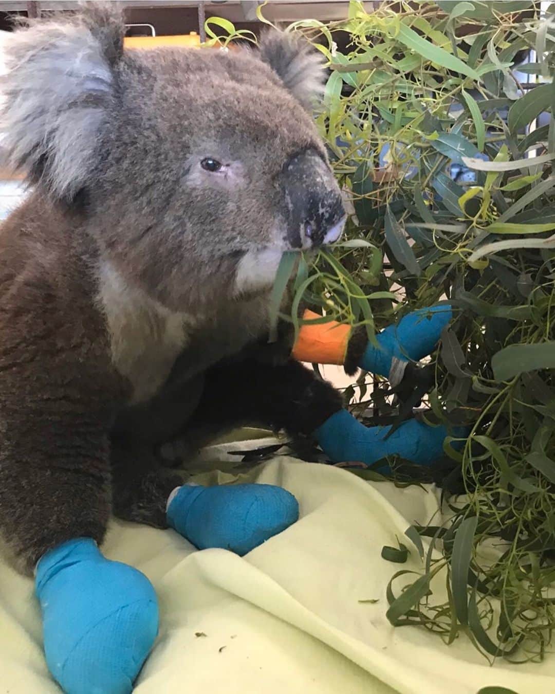 Animalsさんのインスタグラム写真 - (AnimalsInstagram)「Meet Billy 😍 Billy was brought out of the bushfire zone on Monday, with four burned paws. He’ll be in care for some time while his paws heal, and having daily dressing changes and treatments at the vets. He’s a very trusting and gentle soul, and his carers are head over heels in love with him ❤️🐨 To contribute to care for the victims of this tragedy, please see the link in @1300koalaz bio 🐨🍃 If you see an orphaned, sick or injured koala please call @1300koalaz on 1300 562529 24/7. Other great causes to donate to in Australia include: @wireswildliferescue www.wires.org.au www.koalahospital.org.au www.redcross.org.au www.cfa.vic.gov.au  www.givit.org.au  www.cfsfoundation.org.au」1月18日 20時15分 - insta_animall