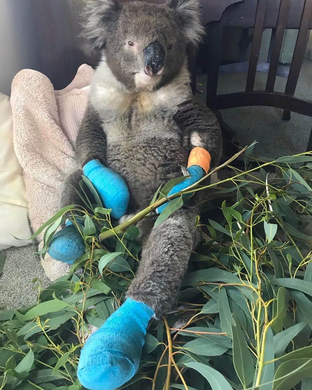Animalsのインスタグラム：「Meet Billy 😍 Billy was brought out of the bushfire zone on Monday, with four burned paws. He’ll be in care for some time while his paws heal, and having daily dressing changes and treatments at the vets. He’s a very trusting and gentle soul, and his carers are head over heels in love with him ❤️🐨 To contribute to care for the victims of this tragedy, please see the link in @1300koalaz bio 🐨🍃 If you see an orphaned, sick or injured koala please call @1300koalaz on 1300 562529 24/7. Other great causes to donate to in Australia include: @wireswildliferescue www.wires.org.au www.koalahospital.org.au www.redcross.org.au www.cfa.vic.gov.au  www.givit.org.au  www.cfsfoundation.org.au」