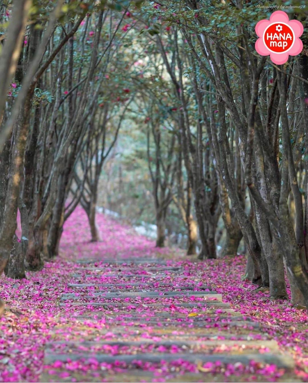 はなまっぷ❁日本の花風景さんのインスタグラム写真 - (はなまっぷ❁日本の花風景Instagram)「🌸はなまっぷ🌸 * @miyuma74_ さんの  花のある風景に花まるを💮 * 山茶花の花びらが敷き詰められた美しいピンクの小道をありがとうございます😊🌸 * 香川　#みろく自然公園 Sanuki, Kagawa Pref. * 🌼サザンカの花言葉📝🌼 困難に打ち勝つ、ひたむきさ * 見頃を過ぎている場所もご紹介しています。お出かけの際はHP等で最新の情報をご確認くださいね🙏🌸 * 🌸•••🌸•••🌸•••🌸•••🌸•••🌸 * いつも素敵なお花をありがとうございます😊 日本の花のある風景にタグ付けしてください。お花があれば何でもOKです🌸 * #はなまっぷ * #日本の美しい花風景#花のある風景#花#山茶花#サザンカ#風景」1月18日 20時11分 - hanamap