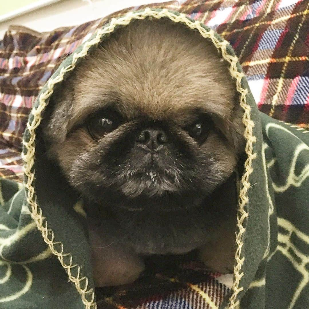 いぶそらさんのインスタグラム写真 - (いぶそらInstagram)「#寒い夜 #babyyoda  #トリミング #haircut  #goodnight ※ 先日トリミングしたよー💈 今夜は冷えるから、皆んな暖かくしてすごしてねー😊💕 おやすみなさーい😴」1月18日 20時38分 - ku_ibusora