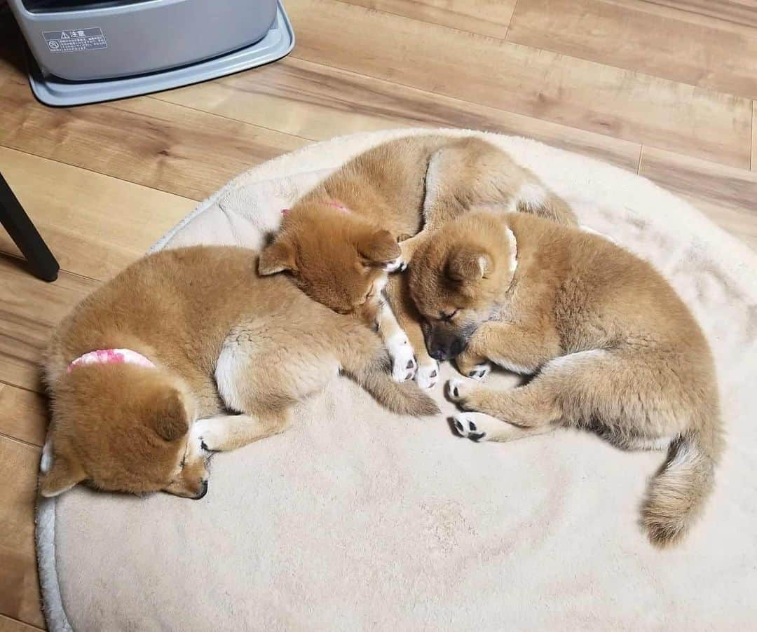 柴犬たま Shibainu Tamaのインスタグラム