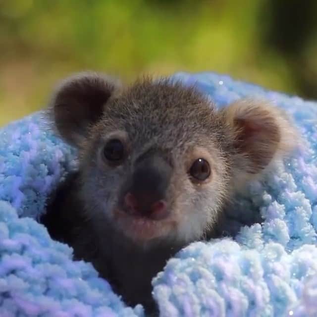 animals.coのインスタグラム：「Meet Elsa the koala joey ❄️🐨 By @australianreptilepark」