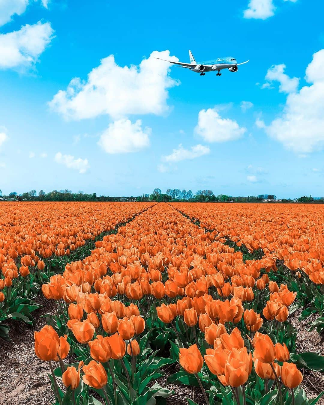 KLMオランダ航空さんのインスタグラム写真 - (KLMオランダ航空Instagram)「Today is National Tulip Day! 🌷 Have you ever seen the tulip fields bloom? Learn the history of this Dutch symbol in our stories. #KLM #RoyalDutchAirlines #FlyKLM」1月18日 21時10分 - klm