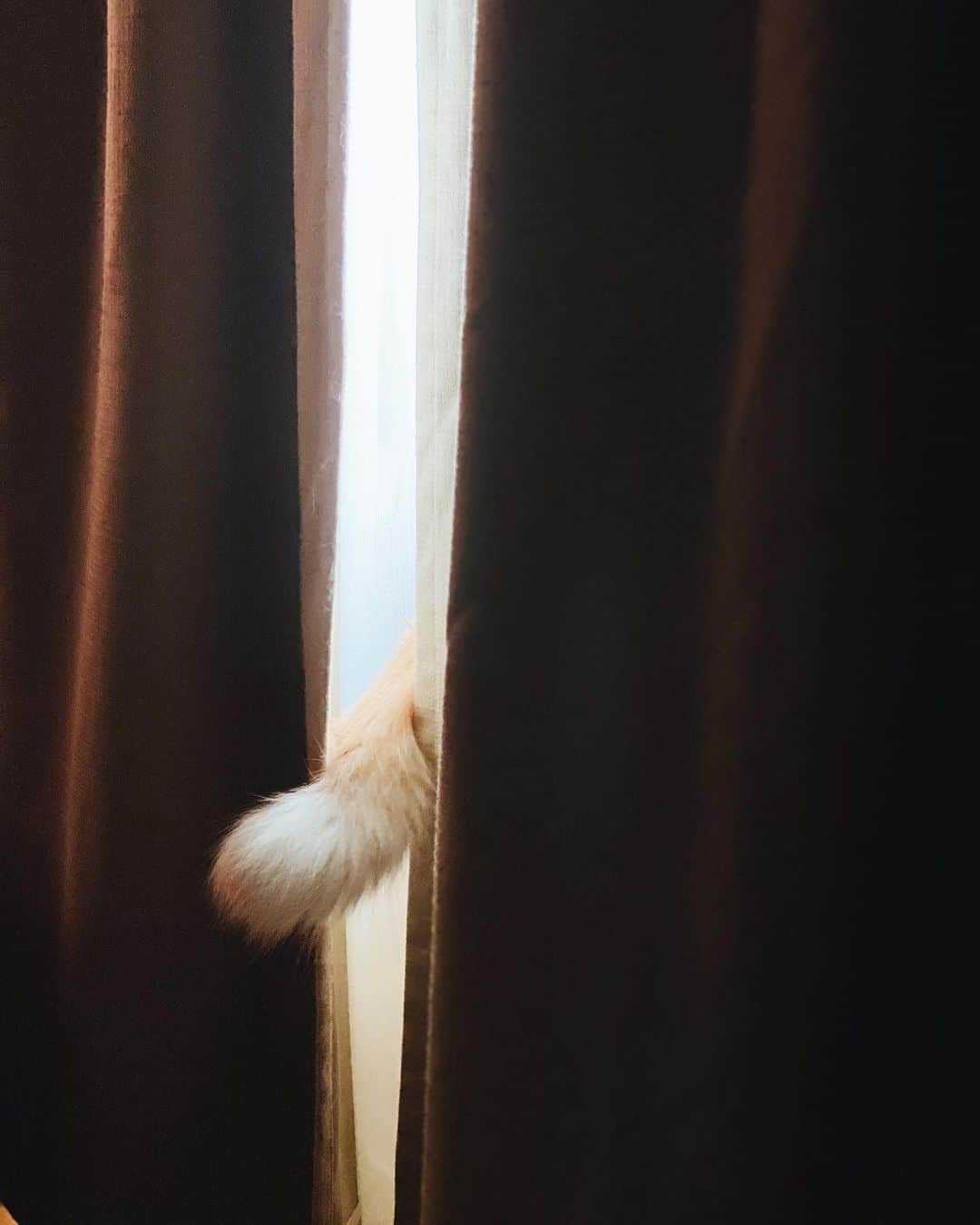 永瀬正敏さんのインスタグラム写真 - (永瀬正敏Instagram)「﻿ ﻿ “Healed”﻿ ﻿ ﻿ #猫 #cat #ネコ #愛しい #癒し﻿ #永瀬正敏 #masatoshi_nagase_photography﻿」1月18日 21時22分 - masatoshi_nagase_official