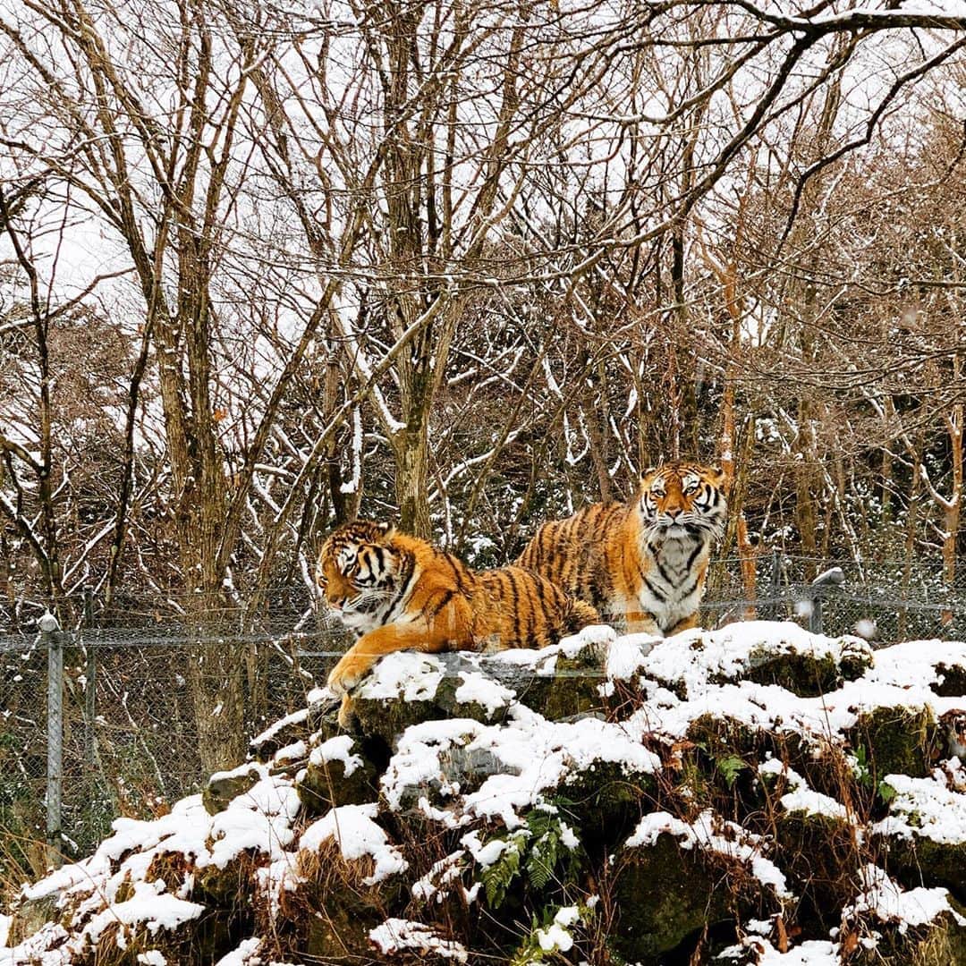 椎名桔平さんのインスタグラム写真 - (椎名桔平Instagram)「#zoo#虎#tiger#サファリパーク  雪の中動物園に行ってきた〜。寒いけど楽しかった^_^やっぱトラはいい！！」1月18日 22時46分 - kippeishiina