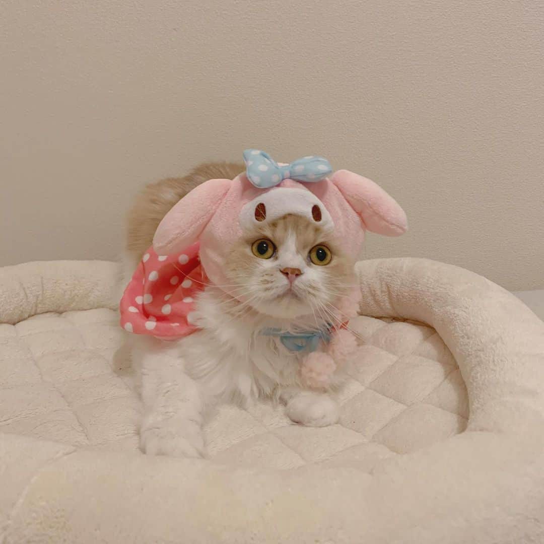 のんたのインスタグラム：「今日はマイメロちゃんのお誕生日 かわいいぼーちゃんがお祝いします🎀 ・ #scottishfold #catstagram_japan #catsofinstagram #cats_of_instagram#catoftheday #ilovemycat #bestmeow #catlover #cutecat #kittensofinstagram #cute #スコティッシュフォールド#mymelody#マイメロ誕生日#sanrio」