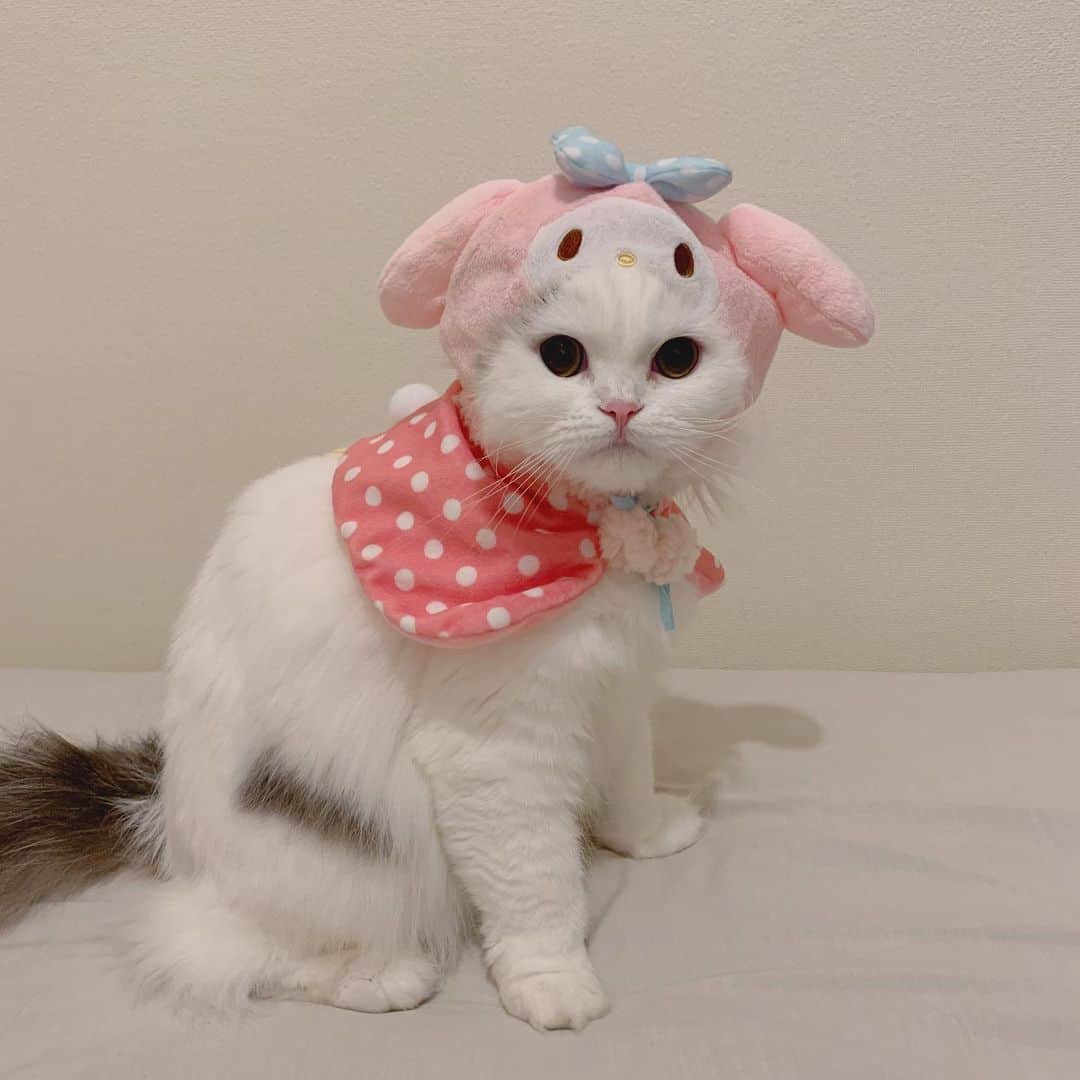 のんたさんのインスタグラム写真 - (のんたInstagram)「もちろんぱんちゃんも💕2枚目の顔がすごいw この衣装を買ったとき、ぱんちゃんはまだ赤ちゃんだったのでSサイズにしましたが 今ではすっかり大きくなってぼーちゃんのMサイズと共用になりました。 お揃いで撮りたいから、またMサイズを買うことになりそう💸 しかも新シリーズでポチャッコもあるんだよ😆 ・  #scottishfold #catstagram_japan #catsofinstagram #cats_of_instagram#catoftheday #ilovemycat #bestmeow #catlover #cutecat #kittensofinstagram #cute #スコティッシュフォールド#mymelody#マイメロ#マイメロ#sanrio」1月18日 23時05分 - utacci
