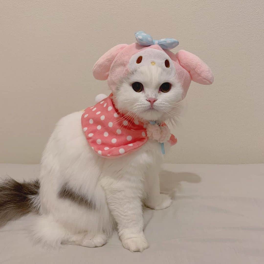 のんたのインスタグラム：「もちろんぱんちゃんも💕2枚目の顔がすごいw この衣装を買ったとき、ぱんちゃんはまだ赤ちゃんだったのでSサイズにしましたが 今ではすっかり大きくなってぼーちゃんのMサイズと共用になりました。 お揃いで撮りたいから、またMサイズを買うことになりそう💸 しかも新シリーズでポチャッコもあるんだよ😆 ・  #scottishfold #catstagram_japan #catsofinstagram #cats_of_instagram#catoftheday #ilovemycat #bestmeow #catlover #cutecat #kittensofinstagram #cute #スコティッシュフォールド#mymelody#マイメロ#マイメロ#sanrio」