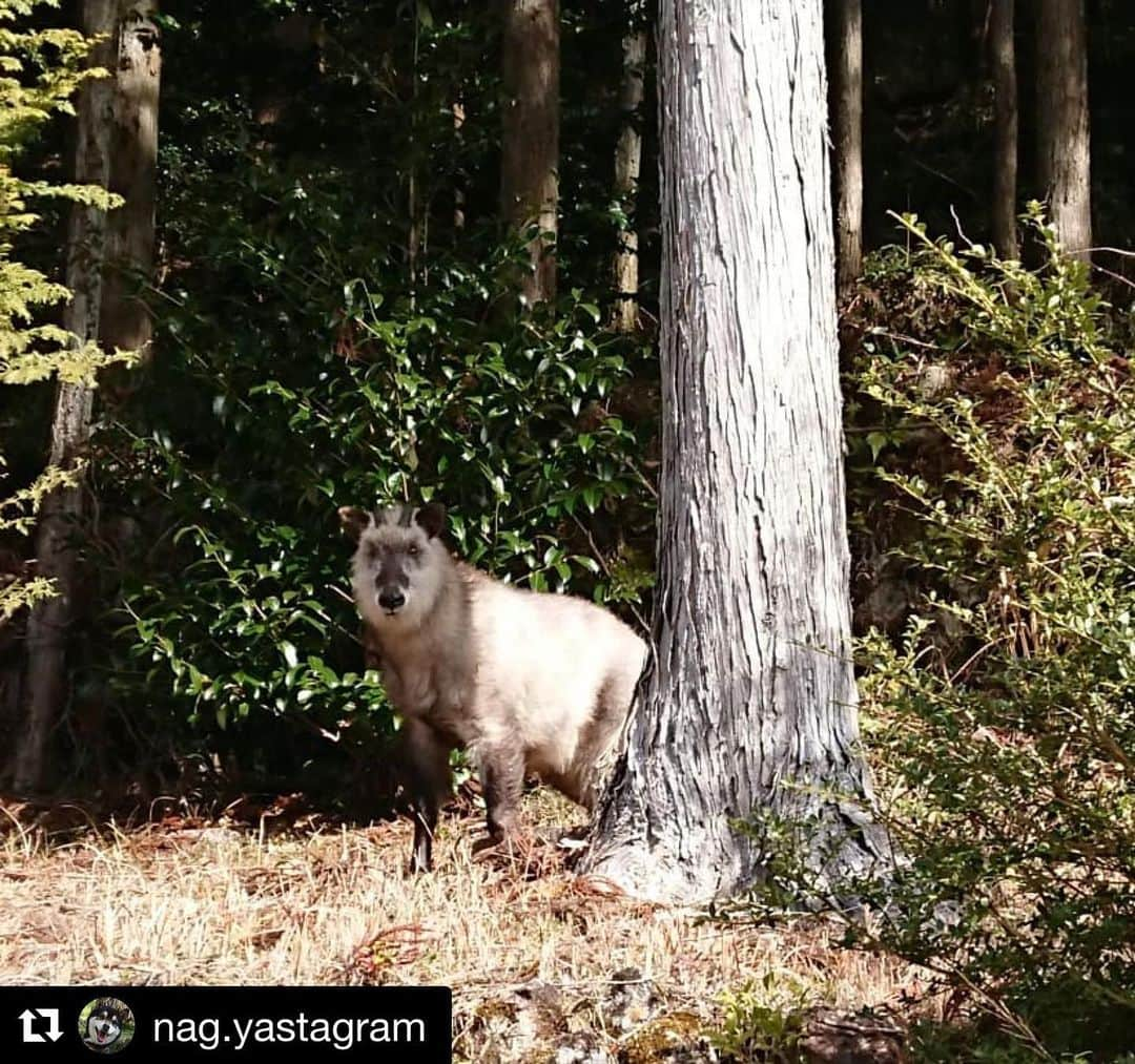 Gero City【下呂市公式アカウント】さんのインスタグラム写真 - (Gero City【下呂市公式アカウント】Instagram)「#Repost @nag.yastagram with @get_repost ・・・ 今日も昨日と同じ辺りに居たんだ 昨日よりも近づいて 写真撮ってみた  逃げることも、向かってくることも なくて、俺の顔をじっと見てた  山に戻っても食べるものがないから 居座りを決め込んだのか？  畑の片隅に忘れてた 二十日大根とラディッシュ 不細工で不揃いなんだけど ちゃんと感謝して食べよう  食べるものがあること 食べることに感謝して  夕方…あのカモシカは 山へ帰って行ったようです  元気でな！  #休日の過ごし方  #穏やかな日 #裏山  #天然記念物 #ニホンカモシカ  #畑 #畑パトロール  #二十日大根 #ラディッシュ  #不細工 #不揃い  #食べるものがない  #食べるものがある  #食べられない  #食べられる  #感謝  #gerostagram」1月18日 23時18分 - gerostagram