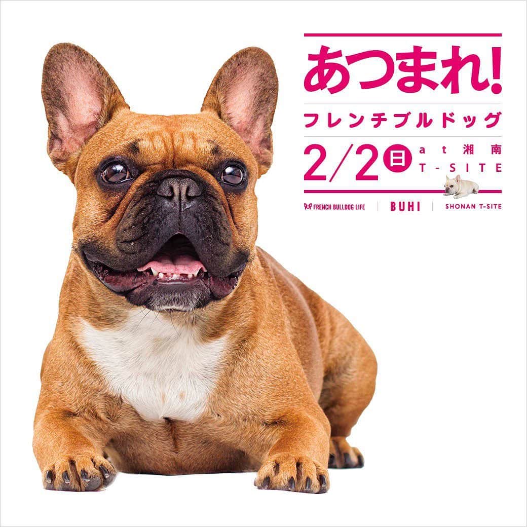 のインスタグラム：「【イベント情報】2020年もみんなで！「あつまれ！フレンチブルドッグ」@湘南T-SITE * 〈情報公開中！〉 * 圧倒的な集結力を見せた「あつまれ！フレンチブルドッグ」を今年も開催！ * BUHI &French Bulldog Lifeのスナップ撮影もあります！ * さらに今回は、ワンコグッズを中心に40店舗が出店予定！ * 一日中いても飽きないと思いますよ😊 * ▼以下のハッシュタグをつけて参加表明していただけたら嬉しいです！ ------------------- #あつまれフレンチブルドッグ参加表明 ------------------- * 一頭でも多くのブヒたちの顔と名前を覚えてから参加したいと思います💪🏻✨ * #フレブルライフ#フレンチブルドッグ#フレブル#フレンチブル#ブヒ#frenchbulldoglife#BUHI#frenchbulldog#frenchie#dog#FBL#멍스타그램#프렌치불독#SpoiledFrenchie#frenchiephotos#daily_frenchie#frenchies1#法斗#法鬥#法国斗牛犬」