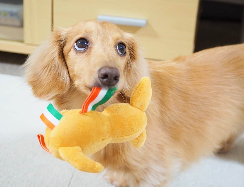 Sora Momoさんのインスタグラム写真 - (Sora MomoInstagram)「追いかけっこそら🐶🐾 ☺︎ ご希望通り遊ぶことが出来ました お姉ちゃんいつもありがとう ☺︎ #カンガルーちゃんくわえて#追いかけっこ#このカンガルーちゃん#欲しかったら取ってみて#全然欲しくないけど#欲しいことにしとこ #ダックス#ミニチュアダックス #dachshund #miniaturedachshund」1月18日 23時40分 - teratera_sorapu_