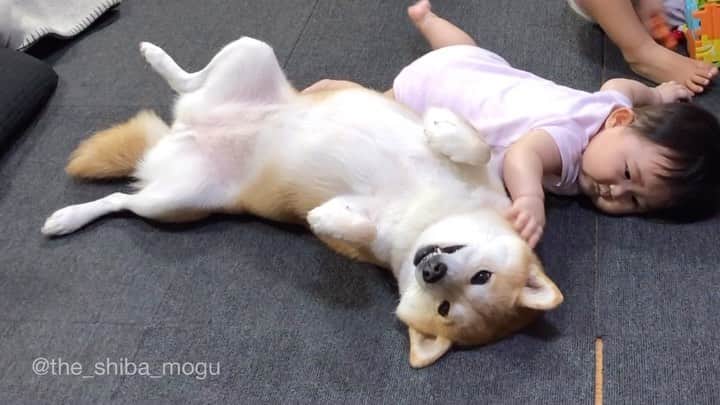 Moguのインスタグラム：「. どうもなの。 #柴犬とは #いつかの . @the_shiba_mogu  #柴犬 #shibainu #shiba#赤柴 #redshiba#犬 #dog#しばいぬ#nannydog#犬と子供#子供と犬#柴犬と子供#柴#赤ちゃんと犬#犬と赤ちゃん#柴犬と赤ちゃん#赤ちゃんと柴犬#柴犬のいる暮らし#子守犬」