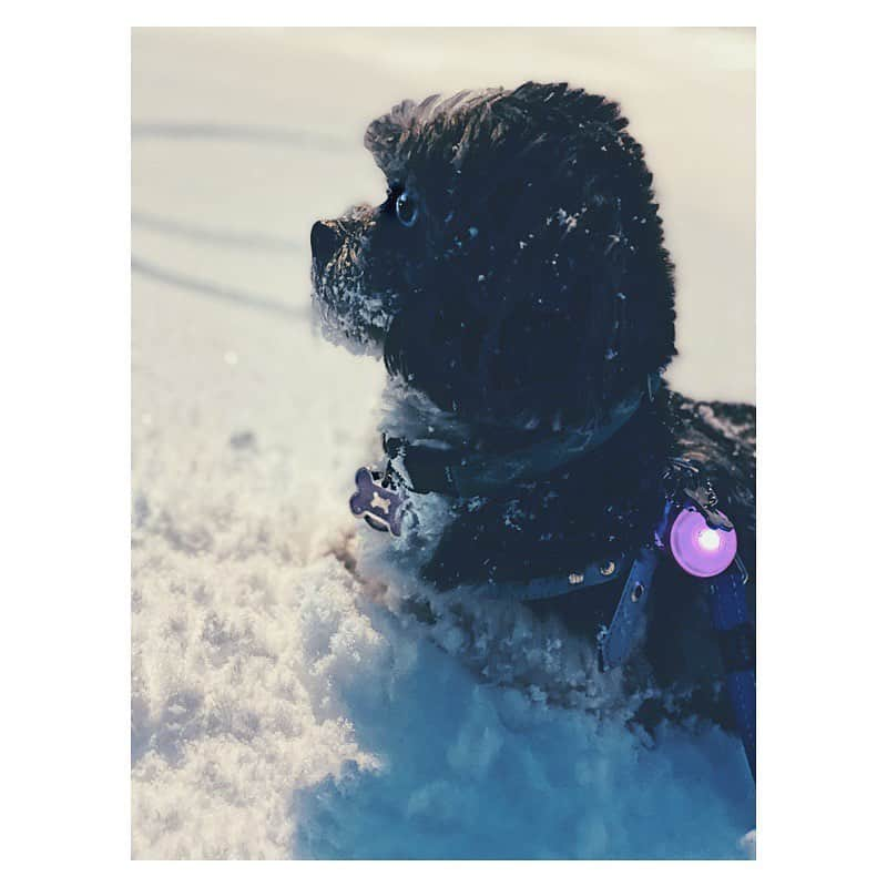 ローラ・ヴァンダーヴォートさんのインスタグラム写真 - (ローラ・ヴァンダーヴォートInstagram)「Snow baby. My little snow angel. ❄️❤️ . . . . #adoptdontshop #frankieblueeyes #babygirl #unconditionallove❤️ #pawfect #rescue #furbaby #dogsofinstagram #powder」1月19日 10時02分 - lauravandervoort