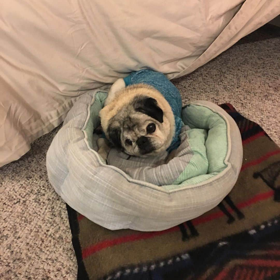 吉野紗香のインスタグラム：「Muffin, you so cute 😻💖✨#muffin #pug #cute #socute #kindness」