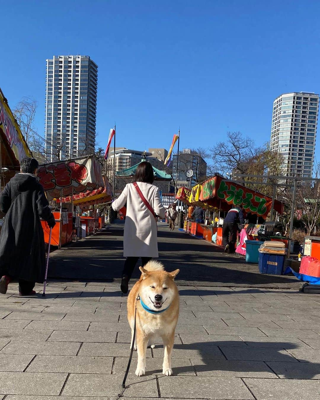 まる（まるたろう）さんのインスタグラム写真 - (まる（まるたろう）Instagram)「Good morning!✨🐶☺️✨今日は気持ちいいお天気だったので #超ロングコースお散歩 #帰りの体力なんて考えてない #パパ覚悟しておいてね」1月19日 10時51分 - marutaro