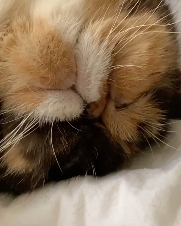 Pudgeのインスタグラム：「A real “honk-shooo” kinda snore  #pudgesnorezzz #pudgethecat」
