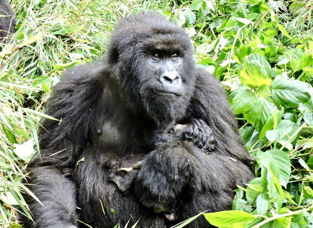 レオナルド・ディカプリオさんのインスタグラム写真 - (レオナルド・ディカプリオInstagram)「The latest from @virunganationalpark: 🇨🇩🦍🎉New year, new baby! 🦍🎉🇨🇩 We’re so excited to announce Virunga’s first mountain gorilla birth of 2020. Sub-adult female Seminane gave birth to her very first offspring, a baby girl, earlier this week. 8 year old Seminane is part of the Munyanga group and this new birth marks her passage from sub-adult female to adult female. The new addition makes 10 individuals for the Munyanga family.  #virunga #virunganationalpark #mountaingorilla #babygorilla #conservation #congo #drcongo #visitvirunga」1月19日 2時22分 - leonardodicaprio