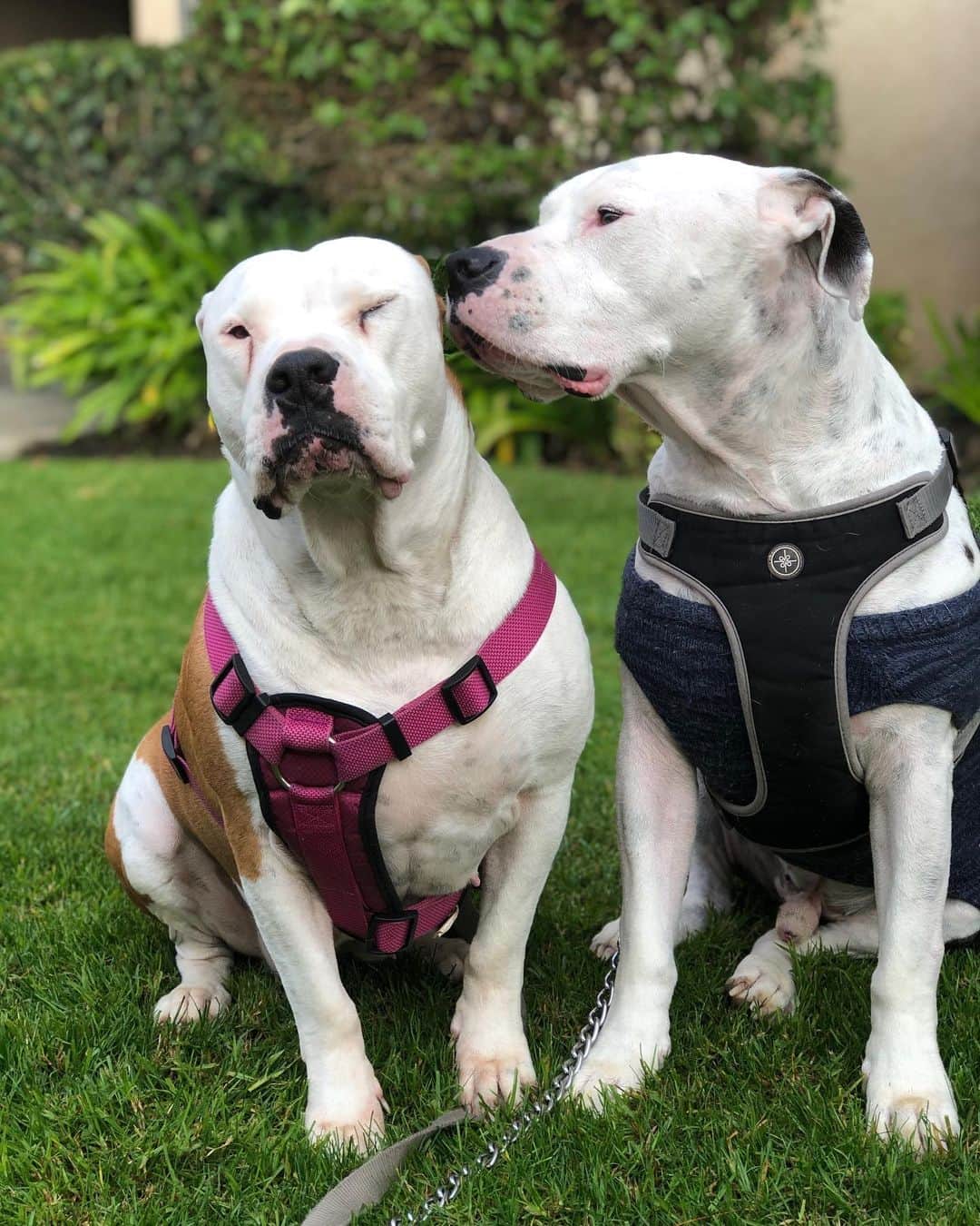 マッケンジー・ダーンのインスタグラム：「2 cuties passing your timeline! Our babies!! 🐶😍 • • • 2 fofos passando pelo seu feed! 😍🐶 nossos filhos!」