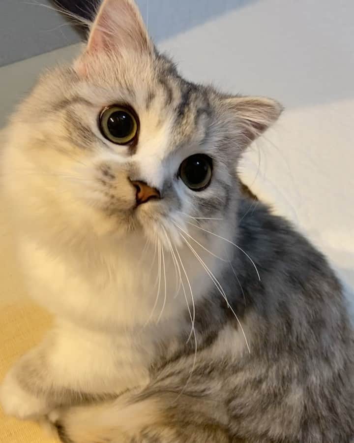 マンチカンのココ王子のインスタグラム：「生後3ヶ月でお迎えして、月齢に対してめちゃくちゃ小さかったユメも(絶対厳しい食事制限されてた)すっかり大きくなりました✨  Yume breed:minuet cat  #ミヌエット#ミヌエット長毛#minuetcat#cat#gato」