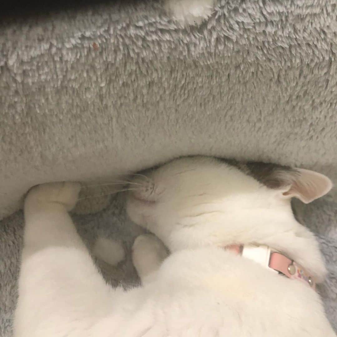Siznaのインスタグラム：「#dura #cat #づら #猫 #sizna #雑種 #元地域猫 #ヅラ #ヅラ猫 #ヅラ猫部 #にゃんスタグラム #猫変態を増やそうの会 #こたつ」