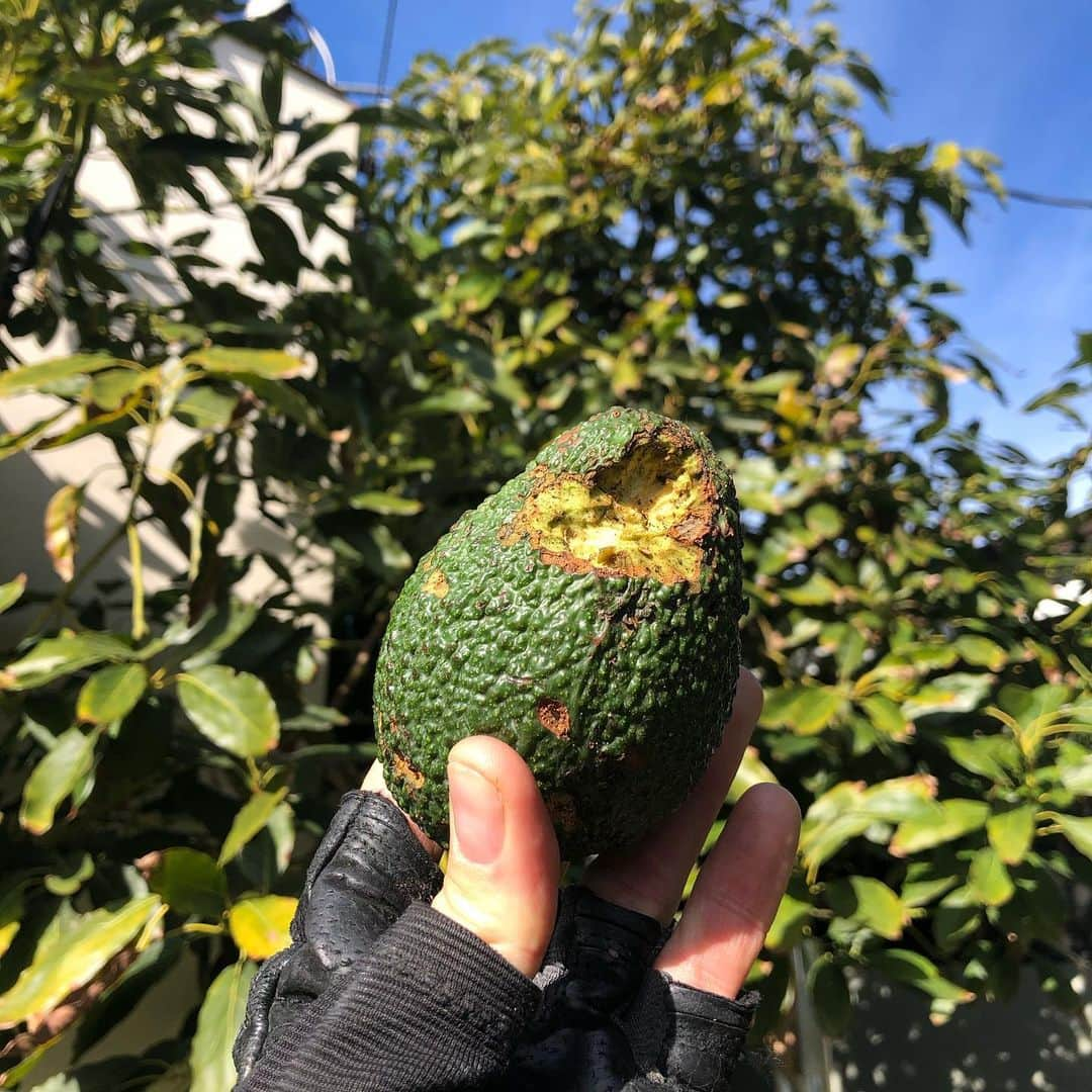 シーマス・デヴァーさんのインスタグラム写真 - (シーマス・デヴァーInstagram)「Here at Dever farms we use only the finest squirrel inspectors to pick our Avocados. They work for free so we pass the savings on to you. 🥑🐿」1月19日 4時05分 - seamuspatrickdever