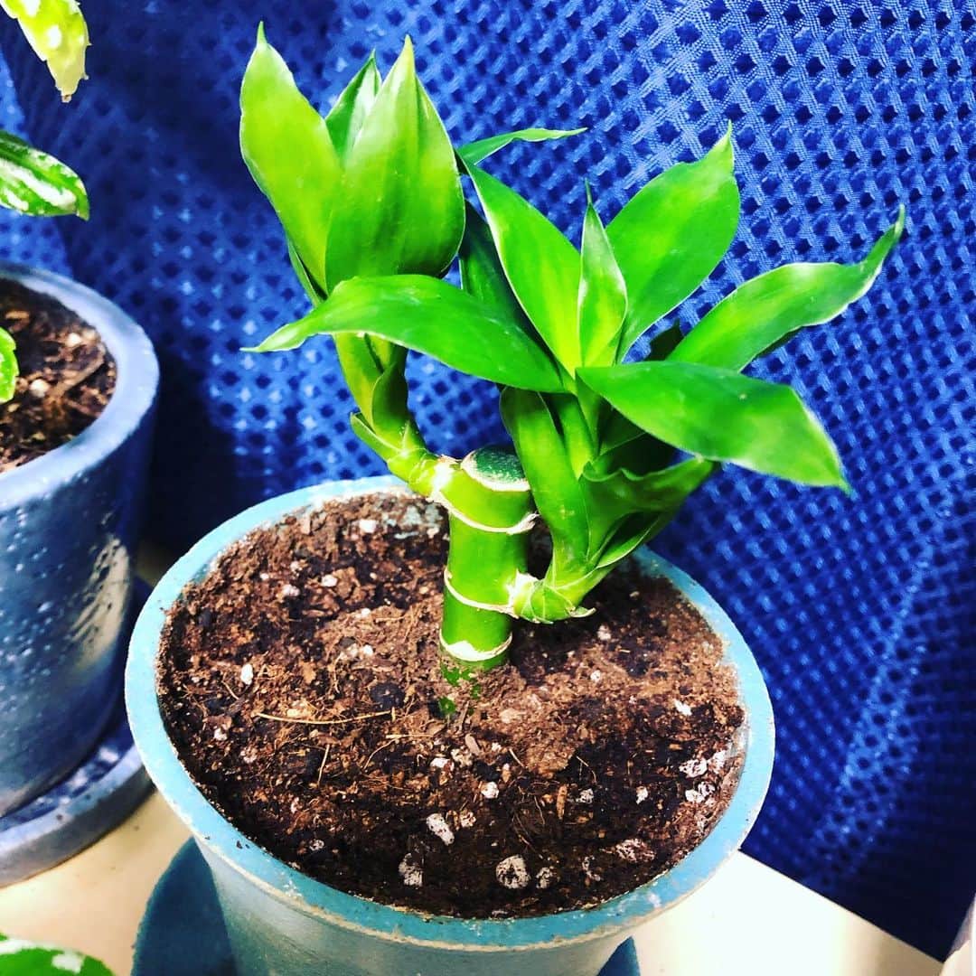 のインスタグラム：「最近買ったキングバンブー。 どうやって大きくなるのかな。  #キングバンブー  #観葉植物 #観葉植物インテリア #観葉植物のある暮らし」