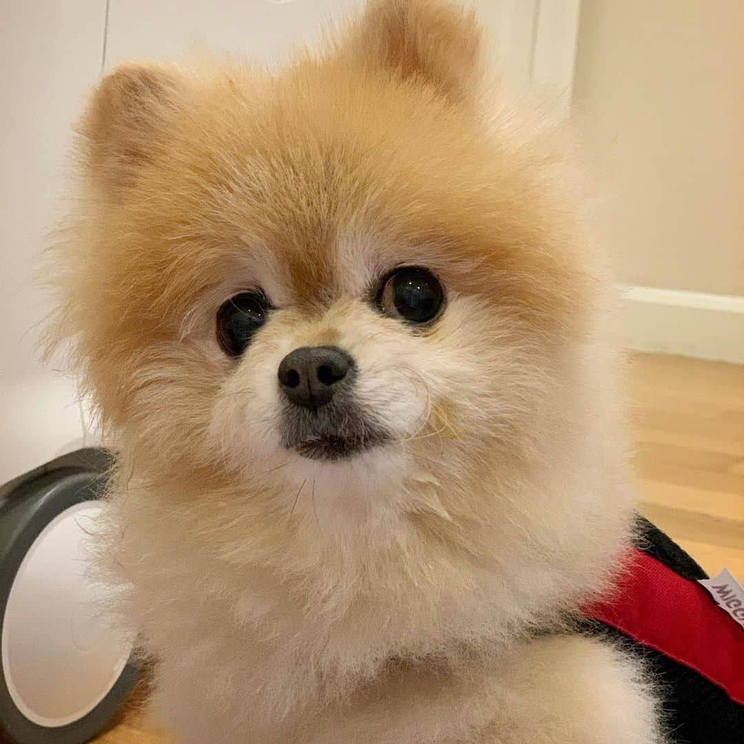 Ella Chuffyのインスタグラム：「Watching mom gives Chuffy his nebulizer treatment at 2am 🙄 just inhale Chuffy inhale~~~~ 💨🤍 . . . . . . . . . #ellachuffy #pet #petstagram #pomeranianpage #pomeraniansofinstagram #teacuppoms #cutedogs #pomeranian_lovers #pomeranianlife #pomeranianworld #teddybeardog #pomeranian #puppylove #aplacetolovedogs #dogoftheday #justpomeranians #fluffypack #dogoftheday #anmlsposts #thedailypompom #picoftheday #iflmdog #犬 #狗 #everydaydoglover  #pomeranianww #justpomeranians #bridgetdoodlesdogs #pomeranian_moments」