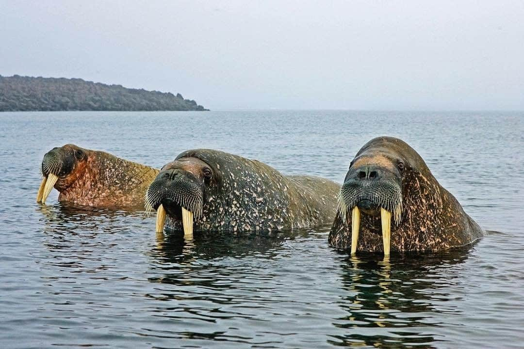 National Geographic Travelさんのインスタグラム写真 - (National Geographic TravelInstagram)「Photo by @PaulNicklen | Three tusked amigos hanging out in an iceless Arctic. I took this picture 600 miles (1,000 kilometers) from the North Pole, in a place that, historically, is surrounded by sea ice year-round. Now the ice is mostly gone, and these walrus have to travel greater distances to reach shore for a rest between offshore feeding sessions.  If you want to save the walrus, then we need to reduce our carbon footprint. The math is easy but the task is monumental and will take a global shift—in both perspective and behavior.  Follow me @PaulNicklen for more images that document the gradual transformation of extreme climates in the wake of our warming planet, and what that means for the wildlife in those regions. #ExtinctionEndsHere #BornToIce #WildlifePhotography #climatechangeisreal #NorthPole」1月19日 6時06分 - natgeotravel