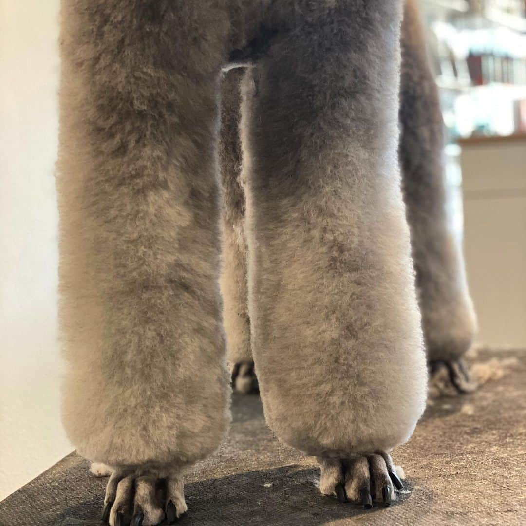 Dogs by Ginaのインスタグラム：「5 hours later and we have 2 fresh town & country poodles! Phew wee!  #napadogs #dogsofnapavalley #standardpoodle #poodlesofinstagram #townandcountry #poodlelegs #donapa #visitnapavalley」