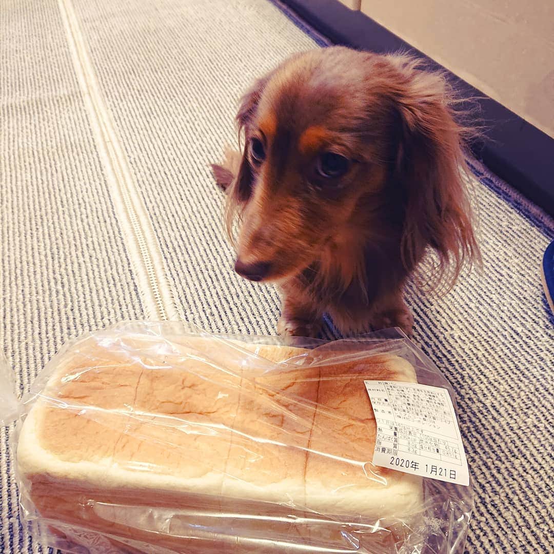 くるみんのインスタグラム：「* 久々に乃が美の生食パン🍞をGET ここのパンが大好きだったじぃじに、お供えしようね。 前科あるこむぎさん、お供え食うなよ(笑)  #カニンヘンダックスフント #カニンヘン #カニンヘンダックス #カニンヘンダックスフンドの日常 #カニンヘンダックスフンド #チョコタンダックス #チョコタン #ダックス多頭飼い #ダックスフント #ダックスフンドカニンヘン #ダックスフンド #ダックス #わんこなしでは生きていけません会 #いぬばか部 #いぬすたぐらむ #短足部 #乃が美 #乃が美の食パン #dachshundgram #dachshund #dachs #dogstagram #east_dog_japan #instagramdog #instadachs #instadog #inustagram #kyounodachs #todayswanko #7pets_1day」