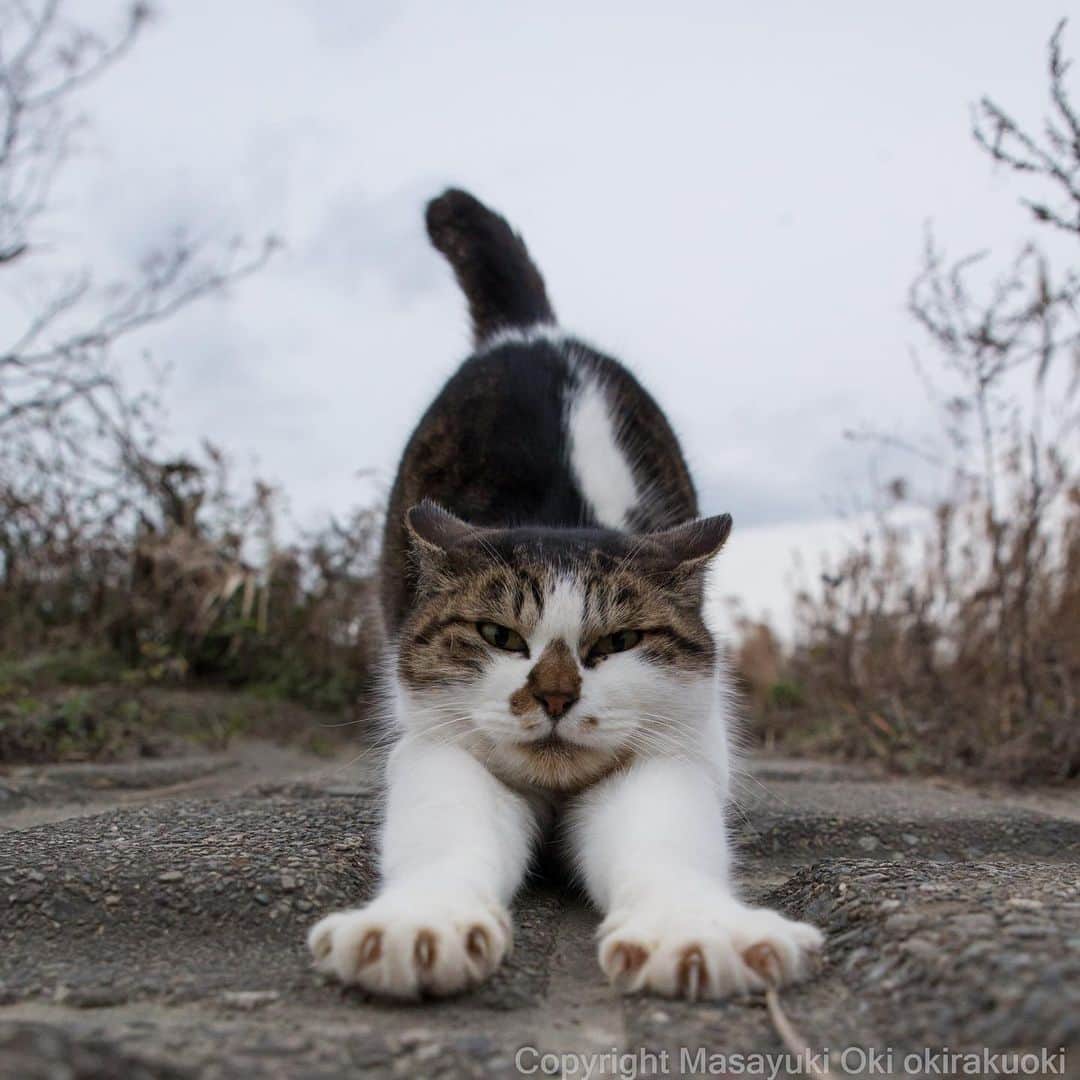 Masayukiさんのインスタグラム写真 - (MasayukiInstagram)「のびー。  おはようございます。 Good morning from Tokyo Japan ☀️ #cat #ねこ」1月19日 7時55分 - okirakuoki