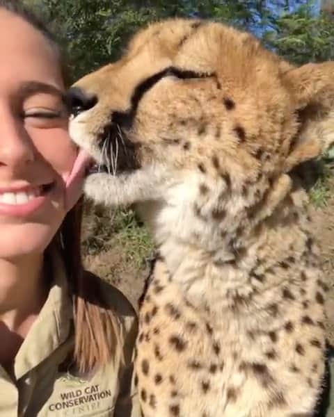 Animalsのインスタグラム：「Happy Sunday everyone! There are worse ways to start the day! 😻 📷 @wildcatcentre」
