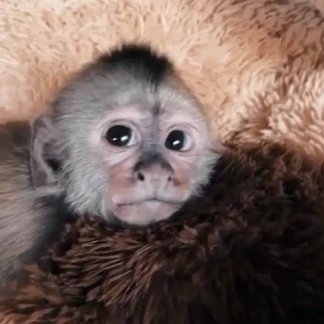 BeStylishのインスタグラム：「Tag a lazy friend 🐒😂😂 By: @dean.schneider  Follow @bestylish ⠀⠀⠀⠀@bestylish ⠀⠀⠀⠀⠀⠀⠀⠀⠀⠀⠀⠀⠀⠀⠀⠀⠀⠀⠀⠀⠀⠀⠀⠀⠀⠀⠀⠀⠀⠀⠀⠀⠀ ⠀⠀⠀⠀⠀⠀⠀⠀🔛⠀FOLLOW⠀@bestylish ⠀⠀⠀⠀⠀⠀⠀⠀🙈⠀FOLLOW⠀@bestylish ⠀⠀⠀⠀⠀⠀⠀⠀🔛⠀FOLLOW⠀@bestylish ⠀⠀⠀⠀⠀⠀⠀⠀⠀⠀⠀DOUBLE TAP❤️ TAG YOUR FRIENDS! ✔️ ⠀⠀⠀⠀⠀⠀⠀⠀⠀⠀⠀⠀⠀⠀⠀⠀⠀⠀⠀⠀⠀⠀⠀⠀⠀⠀⠀⠀⠀⠀⠀ ⠀⠀... #video #vine #fun #amazing #water #men #crazy #animal #happy #fitness #speed」