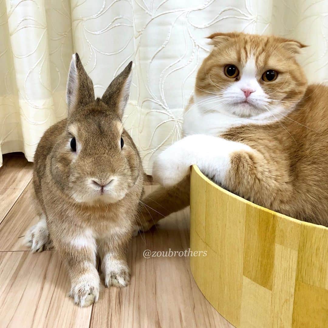 bunny & 2 catsさんのインスタグラム写真 - (bunny & 2 catsInstagram)「Hi🐰💚 #illustration _ Shibazou🐰 and Enzou🐱 _ 💎Creator @ohuro_suki 💎 _ 🐾いつもサプライズでスタンプを作って下さる @ohuro_suki さん😍。 との事で、しばの新しいスタンプが出来ました😙✨。 内容が日常で使いやすいです！！個人的に“ガビ〜ン”とにんじんカー🥕に乗っているしばぞうさんがツボです🤣👍🏻✨✨！めちゃめちゃ可愛いです😍❤️。 ✅ストーリーにURLを貼ったので見てみてくださいね！ ✅検索ワード 🐾“zoub”でzoubrothersで出てきます👌🏻！ 🐾タイトルは『zoubrothersしばぞうの日常』です♪ _」1月19日 19時25分 - zoubrothers