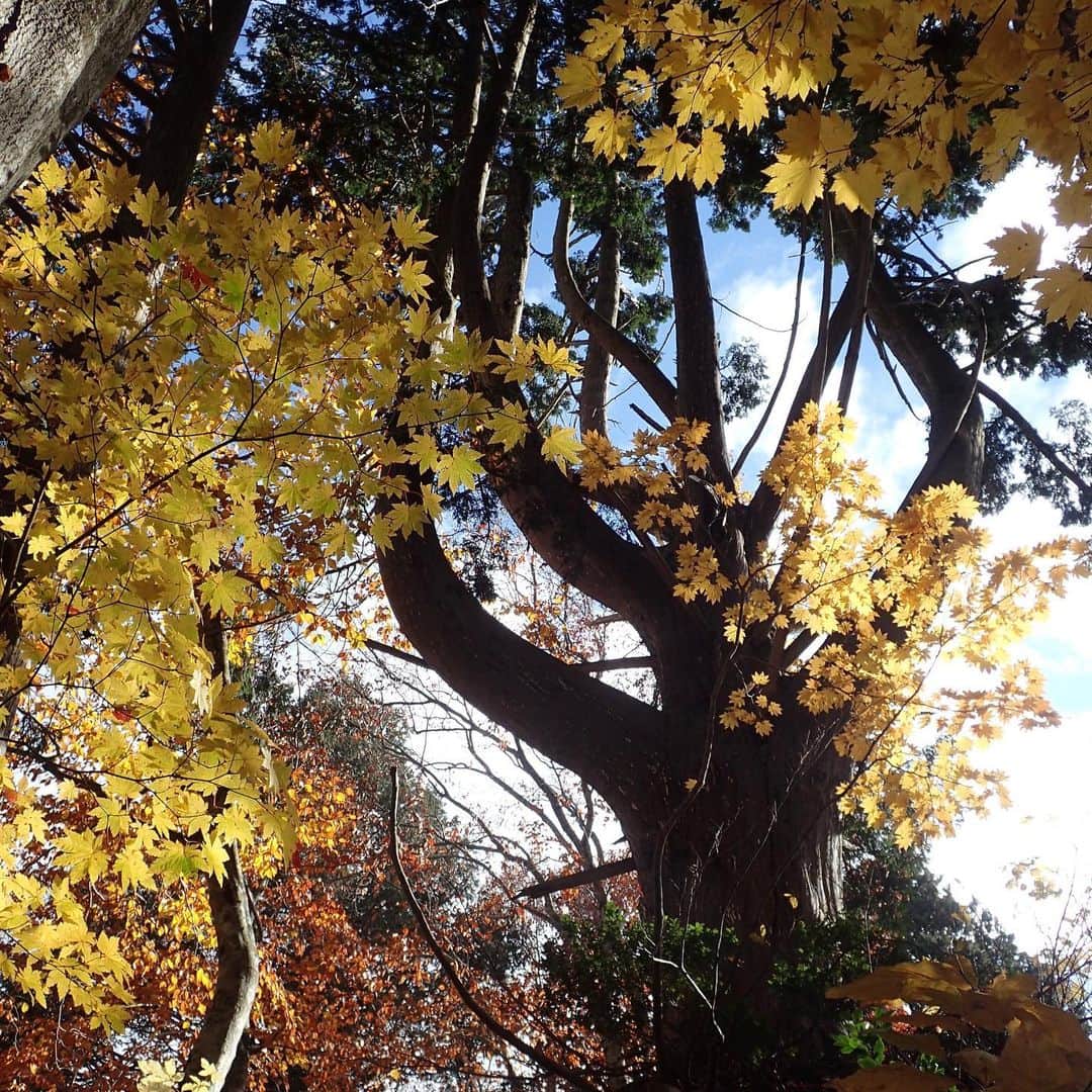 仲川希良さんのインスタグラム写真 - (仲川希良Instagram)「ディアゴスティーニから隔週で出ているDVD付きマガジン「日本の名峰」 第67号の「恵みの森　女神の山　森吉山」に 旅人として出演させていただいています！ ・ 森が良い、森吉山(もりよしざん) 雪に閉ざされる前に華やかな色合いを披露し合う木々の間を歩くのは本当に幸せな時間でした ・ そこでの出会いによって山が見せてくれる表情は変わるもの 森とともに生きるマタギさんやガイドさんのお話も忘れられません ・ ・ 写真は山頂の避難小屋で着皮をお借りして熊さんぶってパチリ ストーブと足裏のホッカイロに人間の弱さと英知を感じますね笑 本物の熊さん達は今頃雪の中で寝ているだろうに……❄️ ・ 2枚目以降もお気に入りばかり 森吉山の気持ち良さ、ぜひご覧ください！ ・ ・ #⛰ #🐻 #🍎 #ディアゴスティーニ #日本の名峰 #秋田 #森吉山 #紅葉 #マタギ #阿仁マタギ」1月19日 19時45分 - kiranakagawa