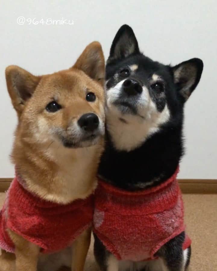 黒柴みくのインスタグラム