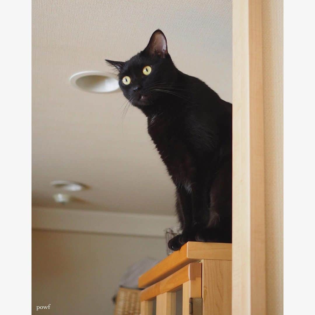 anemone_69のインスタグラム：「. #食器棚の上 のキョウジュ . . #ハカセとキョウジュ #blackcat #黒猫 #cat #猫 #保護猫 . . .」
