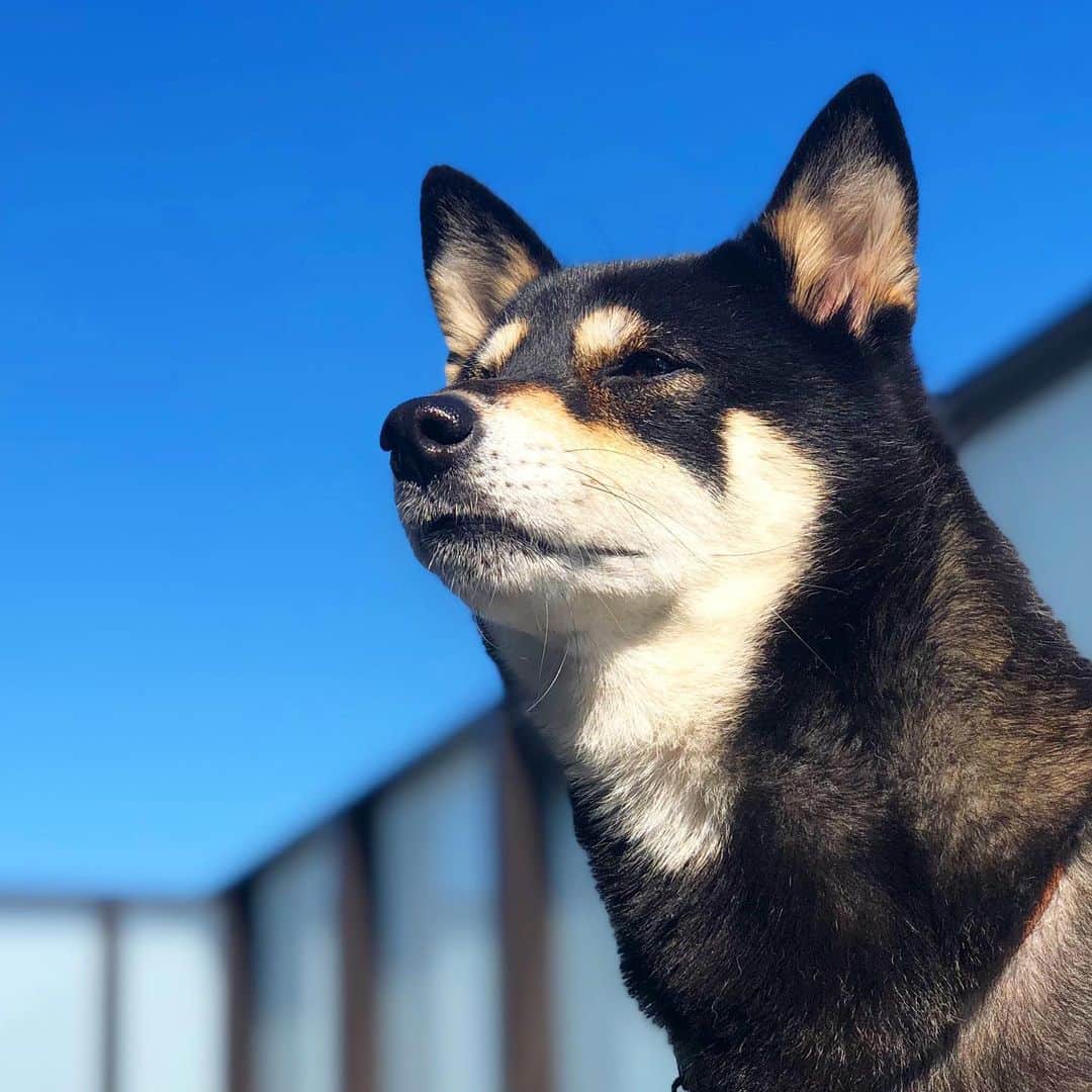 vo_coのインスタグラム：「☀️ なんか最近、天気予報全く当たらなくない？ * #とか言ってるとか言ってないとか  #shibastagram #instashiba #shiba #shibainu #黒柴 #柴犬」