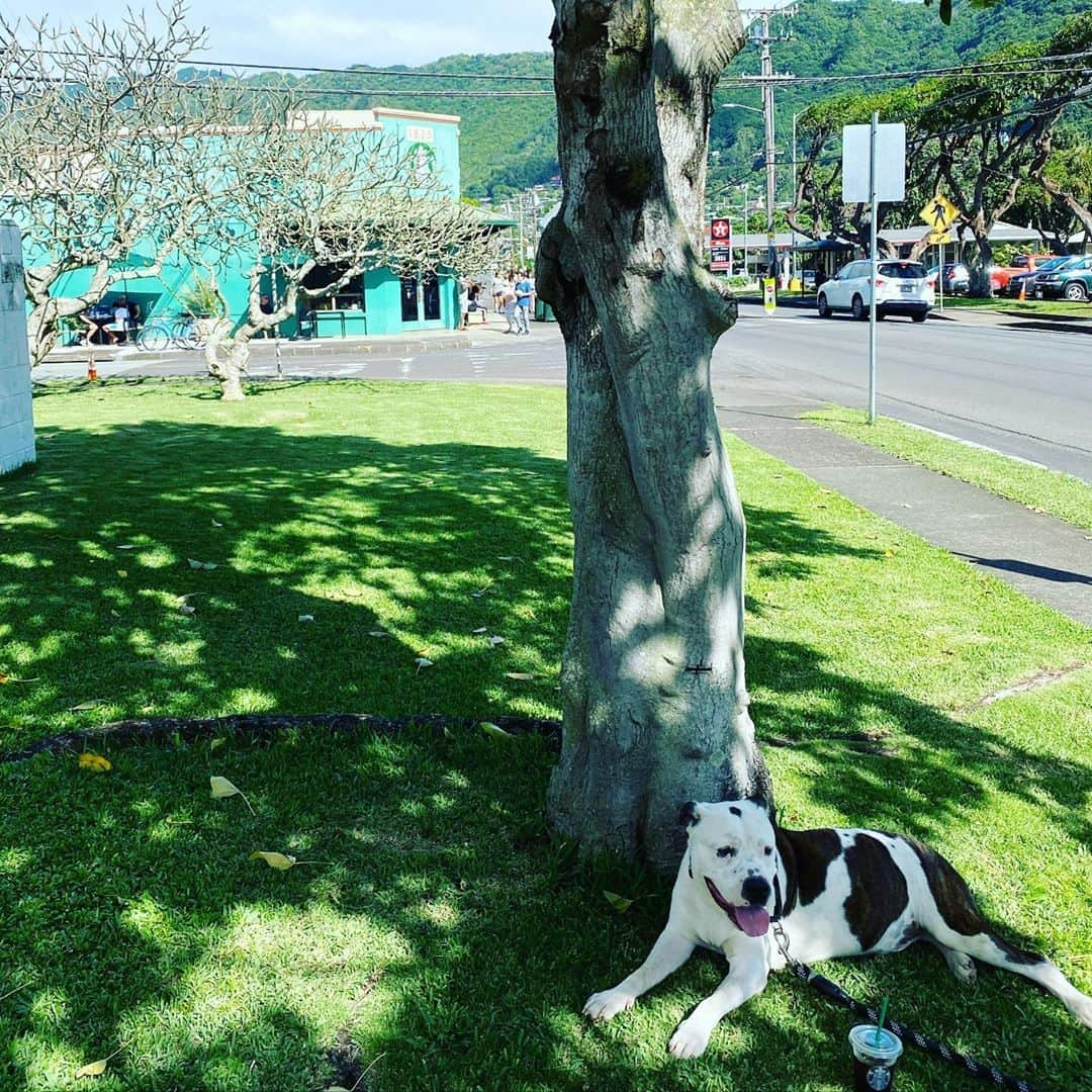 工藤まやさんのインスタグラム写真 - (工藤まやInstagram)「お天気良くなって、トアちゃんとスタバ💚癒される〜。#ハワイ#トアちゃん#manoa#ベルも元気です#スヌ」1月19日 12時46分 - mayahawaii325